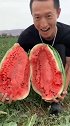 日本火焰山下的大西瓜，当打开的那一刻傻眼了，这西瓜真是好奇葩