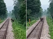 印度：突遇野象横穿铁轨，一火车司机紧急刹车让其安全通过