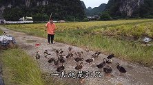 农村小伙这样养鸭子，估计也没谁了，小辉都为他捏把汗