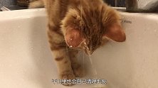 小浣熊闯入民宅，看到猫咪抱着一顿揉，猫直接懵了