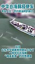 海豚“搭便车”！山东大学团队中华白海豚“船首乘浪”的珍贵视频