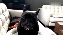 斗牛犬吃零食吃的津津有味！