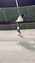 以后做一只安静滑行的狍子雪季来了 滑雪单板滑雪