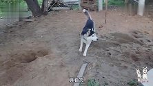 三只二哈一台戏！仨狗“约架”光吵吵不动手，给主人都急够呛