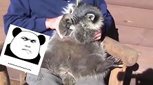 出于好奇把猫咪的眼睛给挡着了，随后的事令他万万没想到