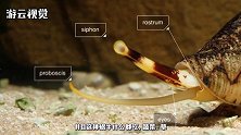 非洲地区涌入毁灭性物种，水泥都能吃下去