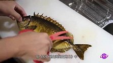 被称“日本鱼王”的温泉鲷，周身自带光圈，切开肉质细嫩，口水流