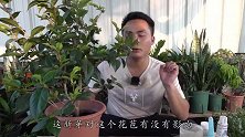 茶花边长花苞边长新芽要处理吗？看完才后怕，差点忽略了
