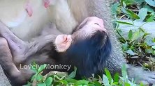 新生儿喝奶真猛，猴妈忙着清理脐带