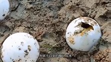 鱼卵有鸡蛋那么大？小哥敲开一个卵，鱼就不自觉的蹦出来了！