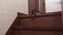小奶猫下不去楼梯，急得在楼梯上嗷嗷惨叫