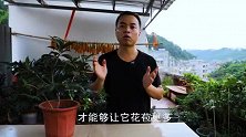 立秋养茶花，3个“要点”都不能少，否则花苞全掉光