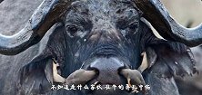 牛椋鸟钻进牛的鼻孔里，是为了吃大蛆没想到水牛如此淡定