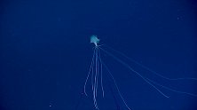 科学家在2800米深海拍到罕见“巨型鱿鱼” 最大可长到6米多