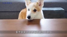 闲得发慌的柴犬决定找点事做，柴柴-你给我滚！惹你了啊！