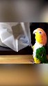 养了一只钟爱制造噪音的鹦鹉是一种什么体验，在线提问，鹦鹉怎么做比较好吃