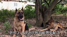 小伙带狼狗去配种，与越南名犬交配，看看能不能配成功