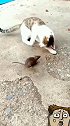 小猫爱上老鼠