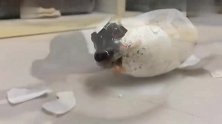 短吻鳄破壳而出诞生过程如电影侏罗纪公园般