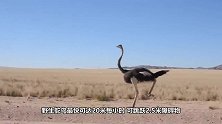 鸵鸟蛋能承重200斤？老外不相信直接站上去，结局令人意外