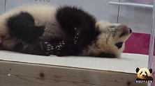 熊猫彩浜卖萌心累：饲养员非得让宝宝正脸对着游客，真讨厌