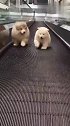 胖嘟嘟的阿拉斯加犬，在电梯上面跑步，姿势太萌了