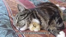 鸭宝宝失去妈妈，被猫咪收养，两个月后画风突变