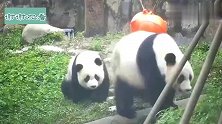 熊猫：试着逃了两次都甩不掉，妈妈已经生无可恋！