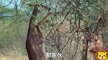 长颈鹿笑话小个子，大象不乐意了，看我的，简单粗暴，直接干倒
