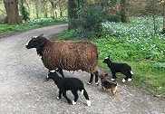 爱尔兰一只小狗帮主人牧羊 体型还没羊羔大