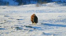 动物世界：风雪中的麝牛