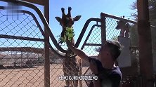狮子隔着玻璃突然袭击宝宝！宝宝一转头，狮子的反应笑喷了