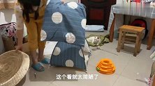 流浪猫收到了网友送的猫窝，爱不释手，致敬所有爱猫人士，谢谢