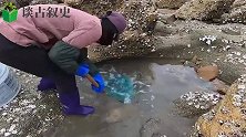 退潮后捡漏撞大运，猪猪抓到三百多块的大货，运气太好了