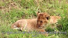 保育员将小狮子放回野外，多年后回去探望，狮子仍不忘救命之恩！