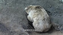 一只熊正在打洞，刚钻到洞口就不动了，下一秒忍住不要笑