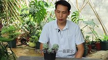 夏季给多肉防根腐，叶片化水，这一勺它最简单有效！