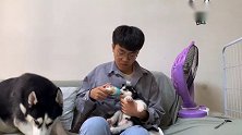 五只没满月的小二哈第一次尝试喝奶，场面一度陷入混乱，太逗了