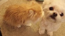 猫咪喜欢帮家中的猫猫狗狗舔毛发，猫咪十分热情，画面暖心