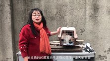 猫妈见小猫被抓一度抓狂，阿姨无惧撕咬紧紧抱住！ 流浪猫