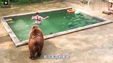 家养大棕熊在泳池里藏了一堆宝贝，熊爹看到后哭笑不得