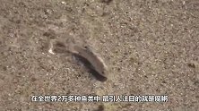被遗忘的鱼！生活在小水塘6万年未离开，全球只剩38条！