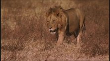 流浪汉肯定会再次杀回狮群，但狮王肯定会拼死保护家族