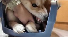 一剪指甲就要崩毁的柴犬，主人你轻一点