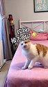 小小猫咪不学好，学会碰瓷了？