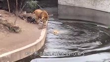 狮子把头伸进塑料桶里拔不出来，接下来画面太搞笑，大家忍住