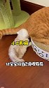 猫爸：只要娃活着就行！快乐就完事！猫咪的日常 橘猫