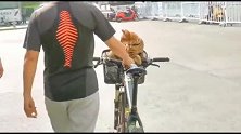 豹猫在北京故宫门口散步，不料被铲屎官强行抱回家，满脸的不情愿