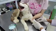 主人带二哈去医院打针，还没打就开始叫个不停，真正打反而不叫了