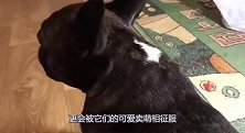 法国斗牛犬奥列格偷吃主人的番茄，连汁都要舔干净，让人哭笑不得